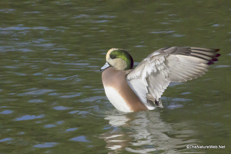 American Wigeon